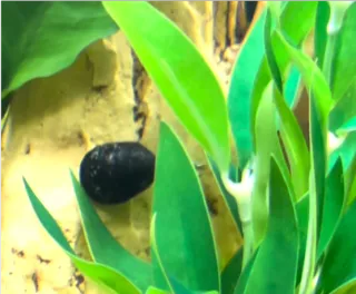 Two Snails Re-appear After Missing for 6 Months