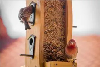 Harmony at Emily's Bird Feeder