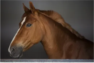 Helping a Horse with Separation Anxiety