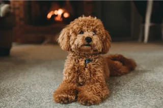 How to Calm Down a Stressed Dog
