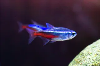 How to Stop Aggressive Fish in Tank