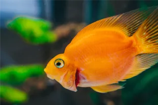 How to Tell if Fish are Stressed