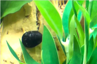 Where Did My Snails Go?