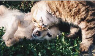 How to Help a Grieving Cat