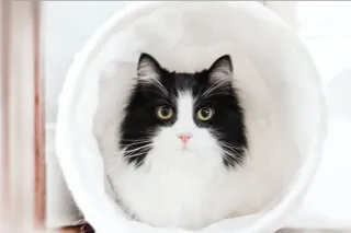 Does My Cat Have Separation Anxiety?