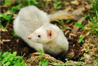 How to Take Care of a Ferret