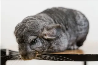 How to Take Care of a Chinchilla