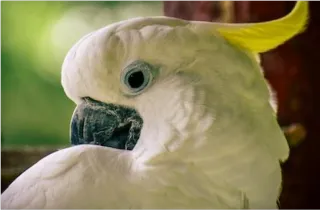 Where Not to Pet a Bird