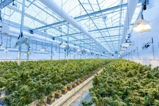 Trademark Registration Issues for Cannabis Based Companies