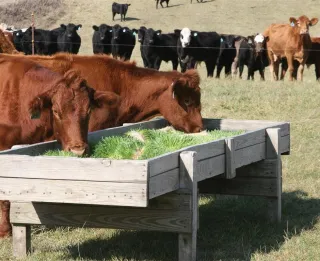 Don’t Buy Argentine Beef — Feed America Smarter