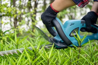 Taille de haie de cèdre au Québec : guide complet pour un entretien paysager réussi