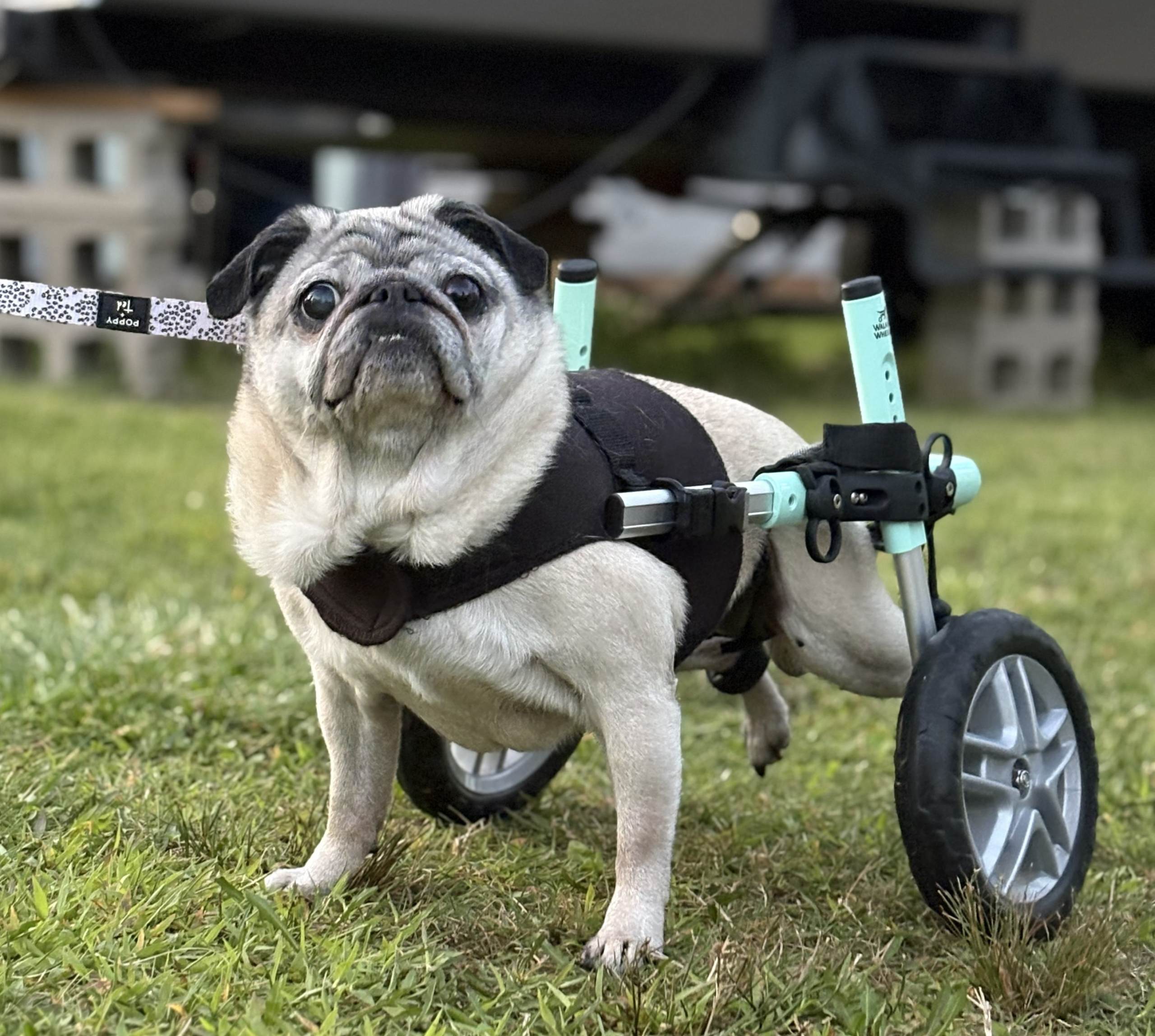 How do I know if my dog needs a wheelchair?