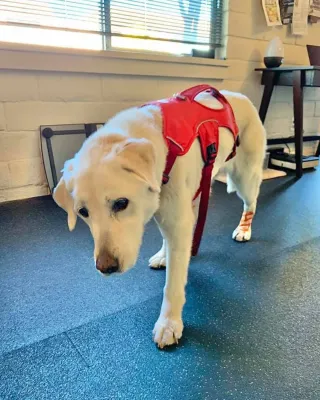 My Senior Dog Suddenly Can’t Stand — Could It Be Vestibular Disease?