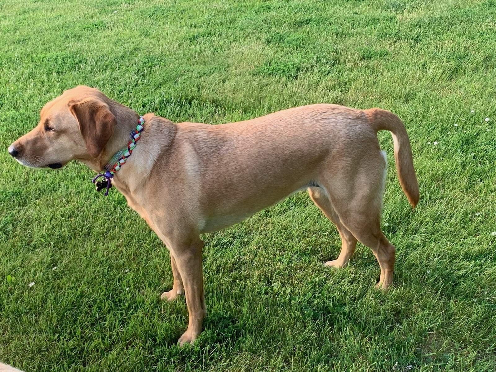 My dog’s tail is suddenly limp!  What it likely means.