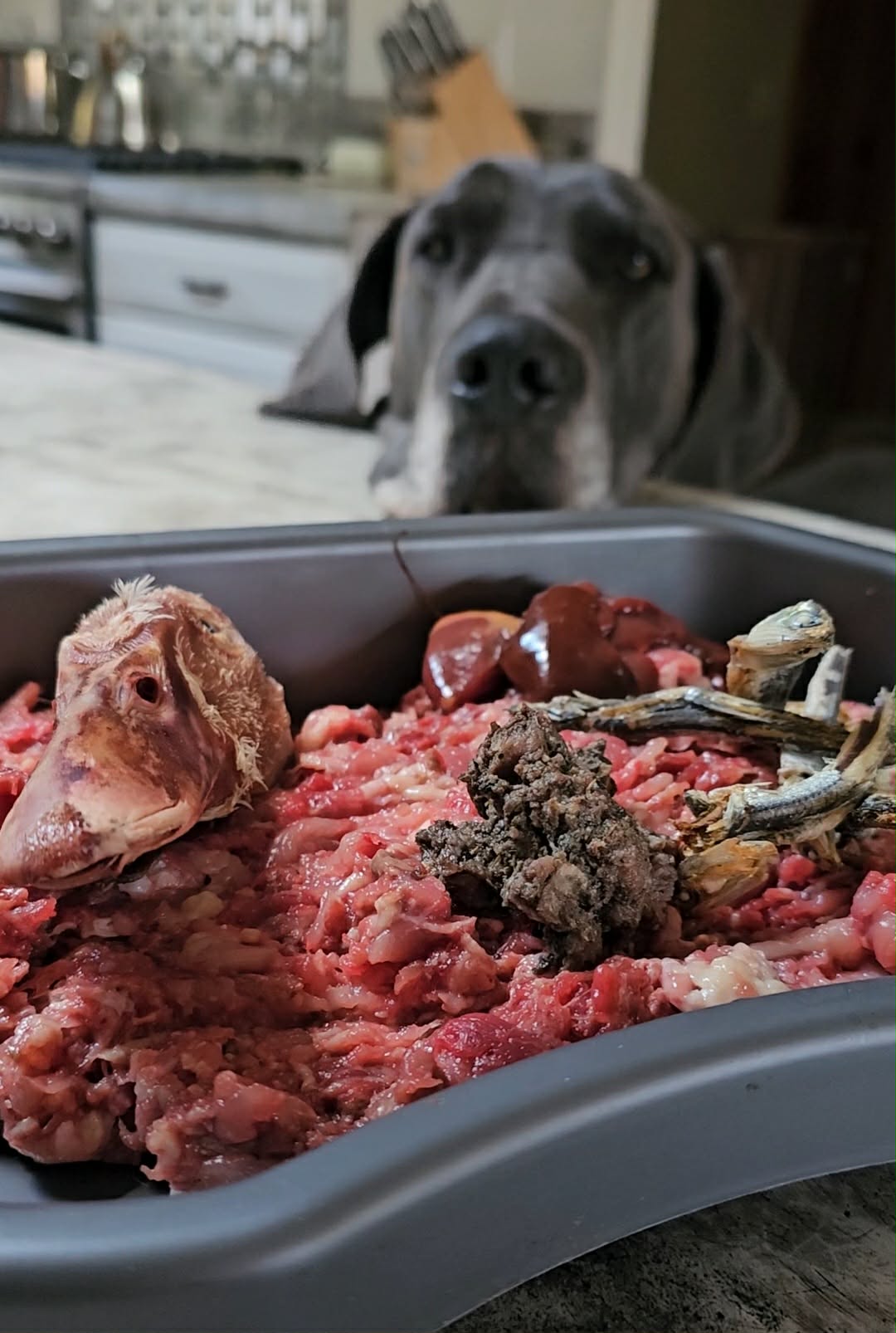 Raw Feeding for Dogs. Understanding PMR and Why Real Food Matters