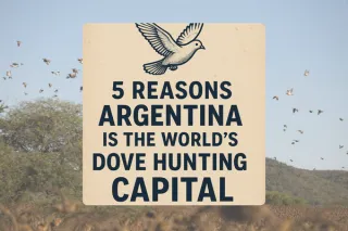 🕊️ 5 Reasons Argentina Is the World’s Dove Hunting Capital