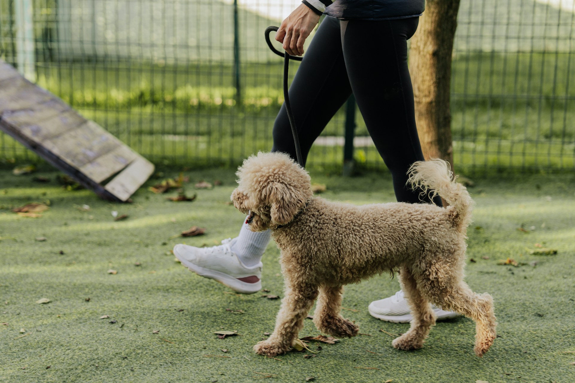 Why Cheap Dog Training Ends up Costing You More in the Long Run