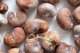 Beauty Secrets of Baobab Oil
