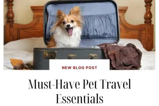 The Pet Travel Essentials Every Owner Needs