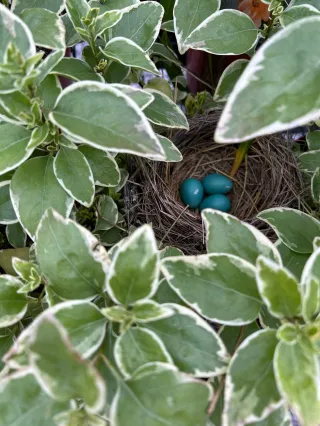 Spring Garden Prep – What to Do Now for a Thriving Garden in April