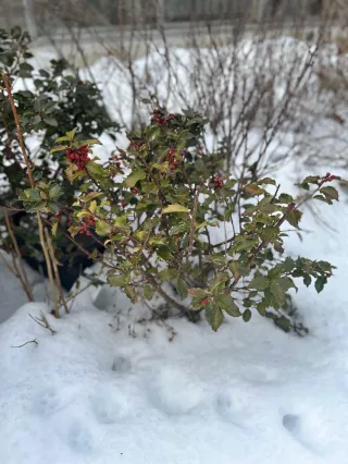 Surviving the Seasons – The Best Perennials for Western New York