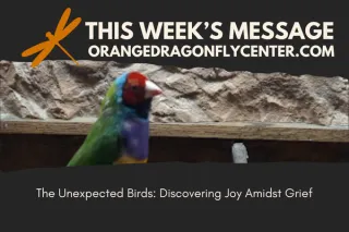 The Unexpected Birds: Discovering Joy Amidst Grief