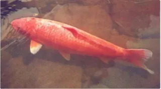 The Legendary Koi