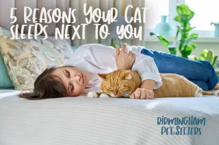 5 Reasons Your Cat Sleeps Next to You