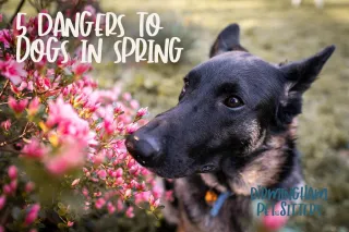 5 Dangers to Dogs in Spring