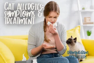 Cat Allergies: Symptoms & Treatments