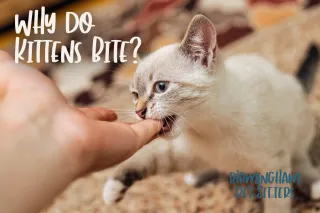 Why Do Kittens Bite?