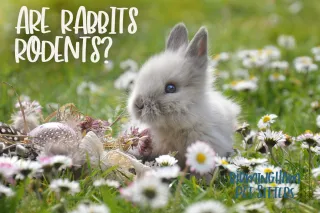 Are Rabbits Rodents?