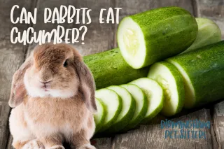 Can Rabbits Eat Cucumber?
