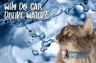 Why Do Cats Dislike Water?