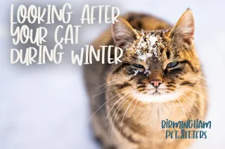 Looking After Your Cat During Winter