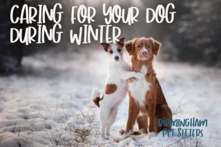 Caring For Your Dog During Winter