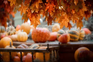 Fall Into Fun: Your Guide to Knoxville's Fall Festivals & More! 