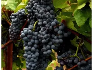Our Vines and essentially the grapes!