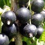 collection-image