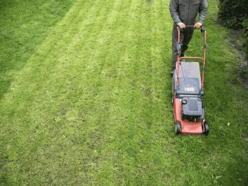 Lawn being mowed in straight stripes with a push mower
