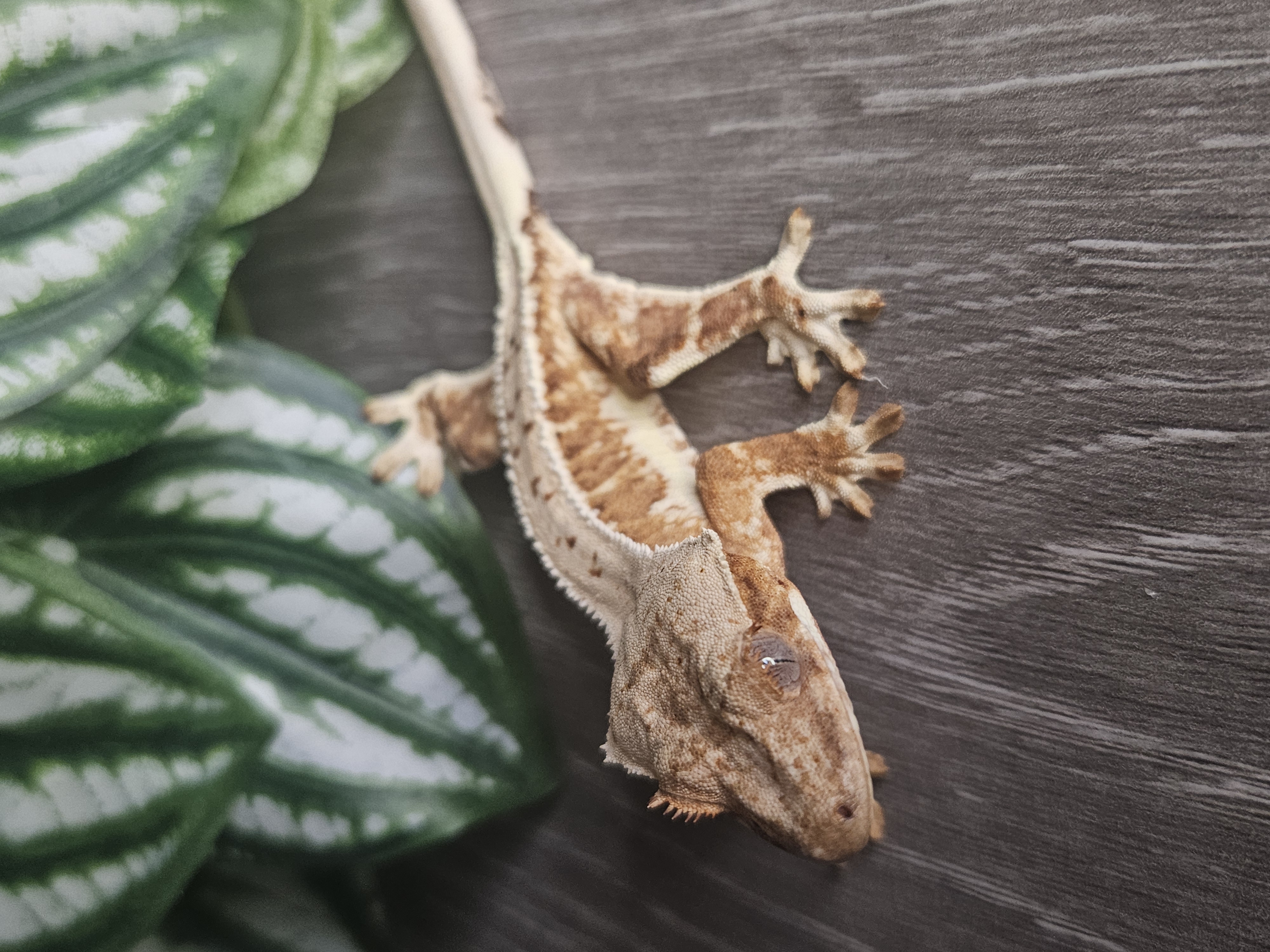 Pancake, a female crested gecko