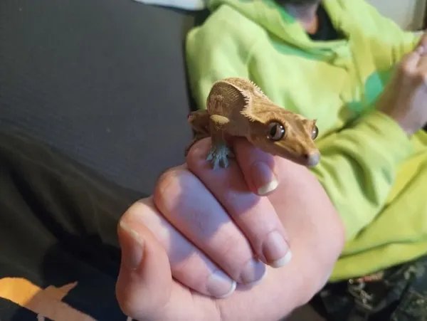 Amber and Charmander