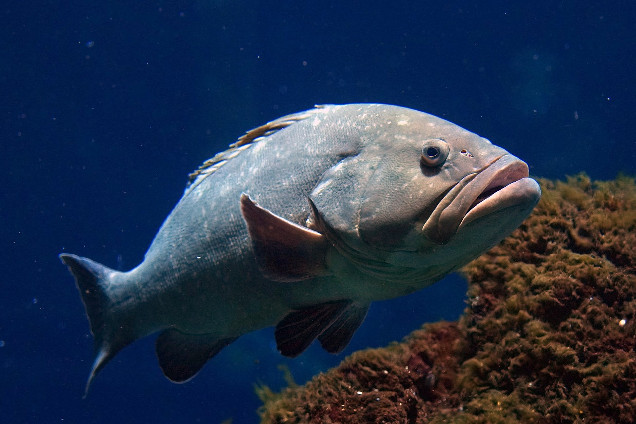 Grouper – Image 3