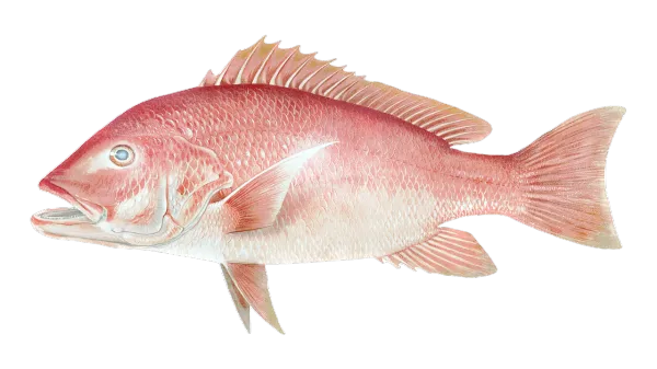 Red Snapper – Image 3
