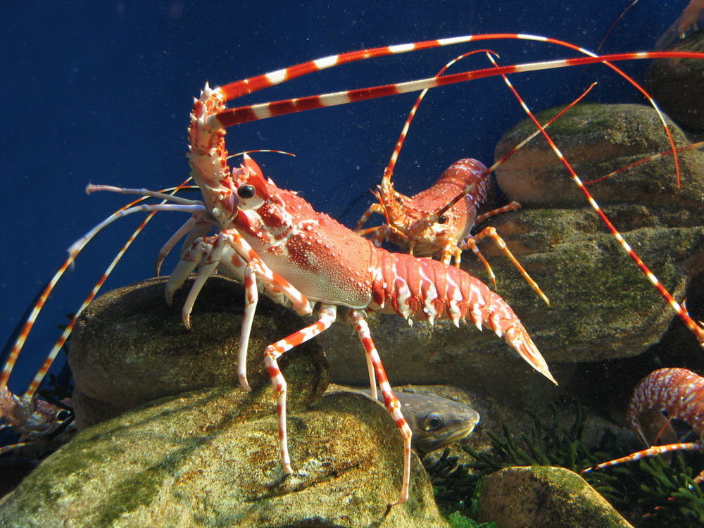 Lobster Tails – Image 3