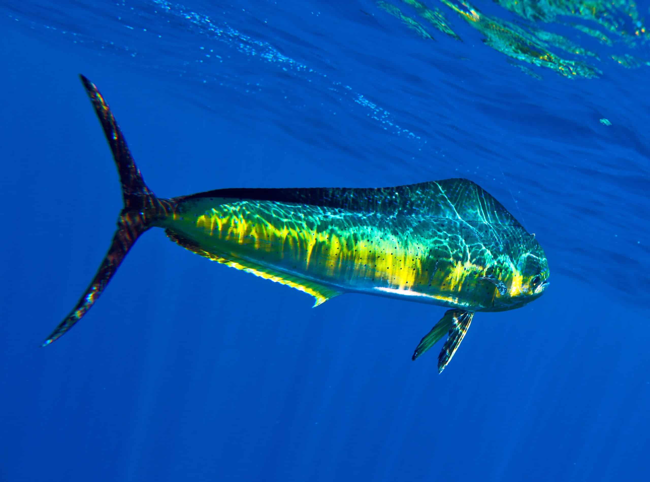 Mahi Mahi – Image 3