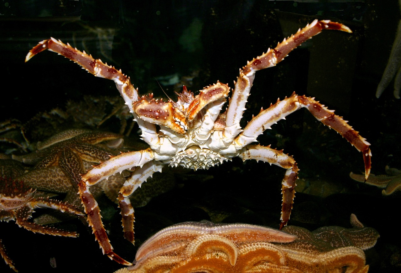 King Crab – Image 3
