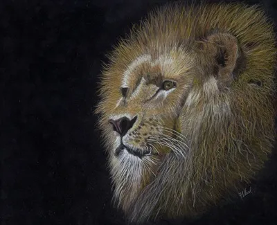 CECIL THE LION HEARTED – Image 2