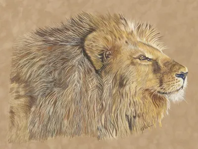 ARE YOU LION? – Image 3