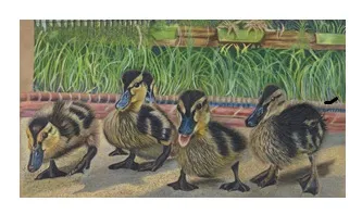 BACKYARD DUCKLINGS – Image 3